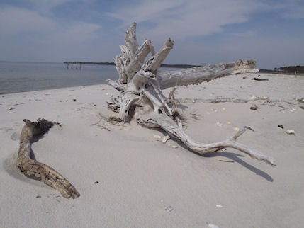 photo of driftwood on New Point Comfort beach